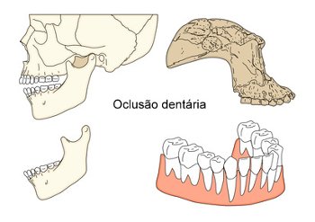 oclusão dentária